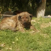 سگ ناگهان هار