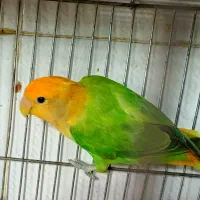 طوطی برزیلی کوتوله|پرنده|شیراز, گل سرخ|دیوار