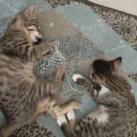 بچه گربه ۴ماهه