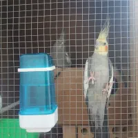 فروش عروس هلندی لوتینو. سینامو