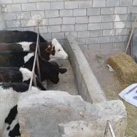 پنج عدد تلیسه آبستن