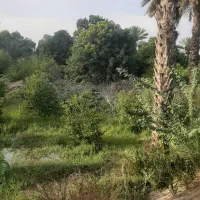 یک-باغچه-محله-زرکی