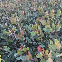 فروش نهال پسته