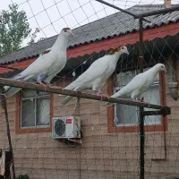 جوجه کبوتر پرشی  خط خونی عالی