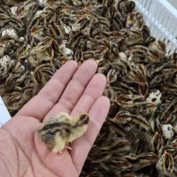 پیش فروش جوجه یکروزه بلدرچین