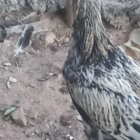 فروشی لاری|حیوانات مزرعه|جوانرود, |دیوار