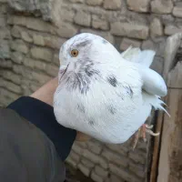 کاشونی تهرونی کفتر پرشی