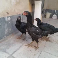 مرغ لاری مشکی یتیغ