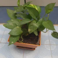 تعدادی گل طبیعی|گل و گیاه طبیعی|یاسوج, |دیوار