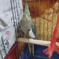 ماده عروس هلندی