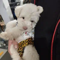 سگ پا کوتاه نژاد پودل|سگ|فردیس, فردیس|دیوار