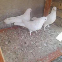 کبوتر  سفید پر|پرنده|شهرکرد, |دیوار