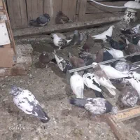 کبوتر|پرنده|بوئین زهرا, |دیوار