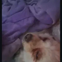 سگ گمشده درجاده برزول به سمت فارسبان|سگ|زرین دشت (همدان), |دیوار