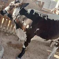 گاو و گوساله نر