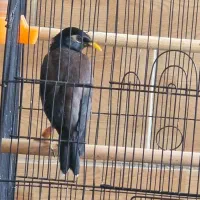 مرغ مینا|پرنده|مرودشت, بهارستان|دیوار