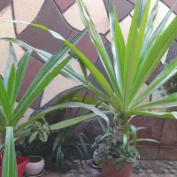 گل ذرتی|گل و گیاه طبیعی|شیراز, شهرک کوشکک|دیوار
