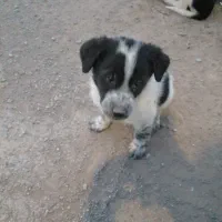 تو له سگ