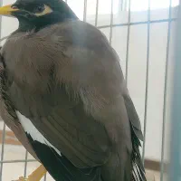پرنده مینا گمشده