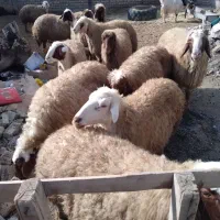 میش داشتی|حیوانات مزرعه|کوزران, |دیوار