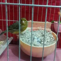 قناری سبز ماده بدون پرغلط