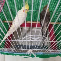 عروس هلندی