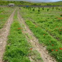 زمین گاوداری