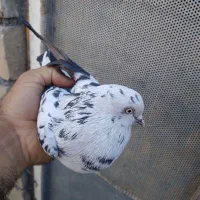 پرنده|پرنده|کارزان, |دیوار