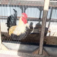 خروس جوان چهل تاج|حیوانات مزرعه|خمینی‌شهر, |دیوار