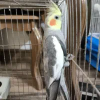 عروس هلندی|پرنده|املش, |دیوار