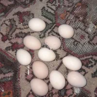 تخم مرغ نژاد برهما
