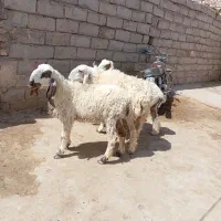 سه تا گوسفند پاکستانی جوان دوقلوزاه ابست|حیوانات مزرعه|زابل, |دیوار