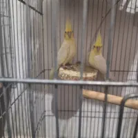 عروس هلندی نر ماده