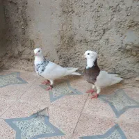 طوقی|پرنده|چغادک, |دیوار