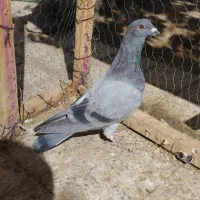 کفتر|پرنده|گلبهار, شهر جدید گلبهار|دیوار