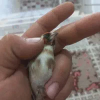 پرنده سهره چونه خطی