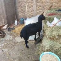 بره قوچ قره قزل لخت مناسب برای نسل کشی|حیوانات مزرعه|سجاس رود, |دیوار