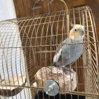 عروس هلندی|پرنده|تهران, خانی آباد نو شمالی|دیوار