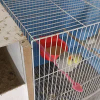 جفت عروس به شرط تخم جوجه