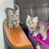 کوچولوهای زیبا بچه گربه اسکاتیش