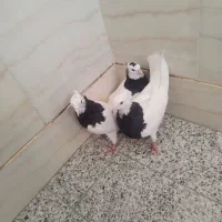 کبوترهای‌‌طوقی‌بازیکن