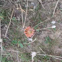 اجاره زمین کشاورزی داری آب برق وموتوراب|اجارهٔ کوتاهمدت ویلا و باغ|باوی, |دیوار