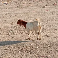 بز داشتی|حیوانات مزرعه|کوار, |دیوار