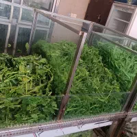 کارگر و فروشنده سبزیجات بسته بندی|استخدام خدمات فروشگاه و رستوران|تهران, عباسآباد|دیوار