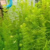گیاه اکواریوم