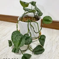 گل و گیاه طبیعی|گل و گیاه طبیعی|جم, |دیوار