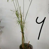 گل آپارتمان|گل و گیاه طبیعی|رباط‌کریم, شهرک والفجر|دیوار