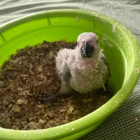 جفت کاسکو دم قرمز و دم شکلاتی