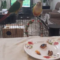 جفت گرینچیک دستی بالغ،قناری نر ،جفت برزیلی بالغ|پرنده|چهارباغ, |دیوار