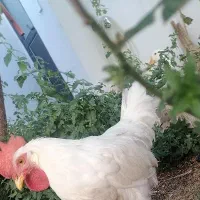 خروس